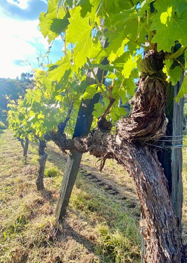 Private Douro- Quinta Das Susandas Mesao Frio Bagian luar foto