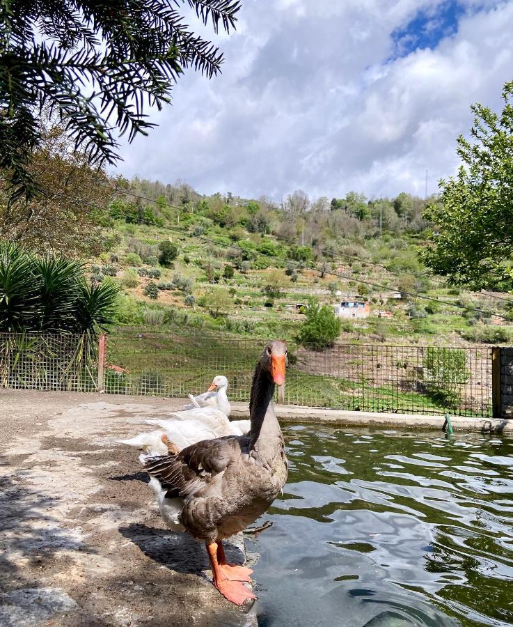 Private Douro- Quinta Das Susandas Mesao Frio Bagian luar foto